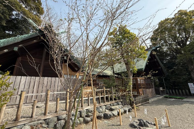 境内の寒桜