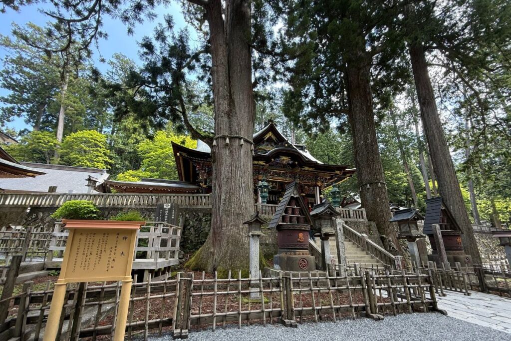 社殿前にそびえる三峯のご神木