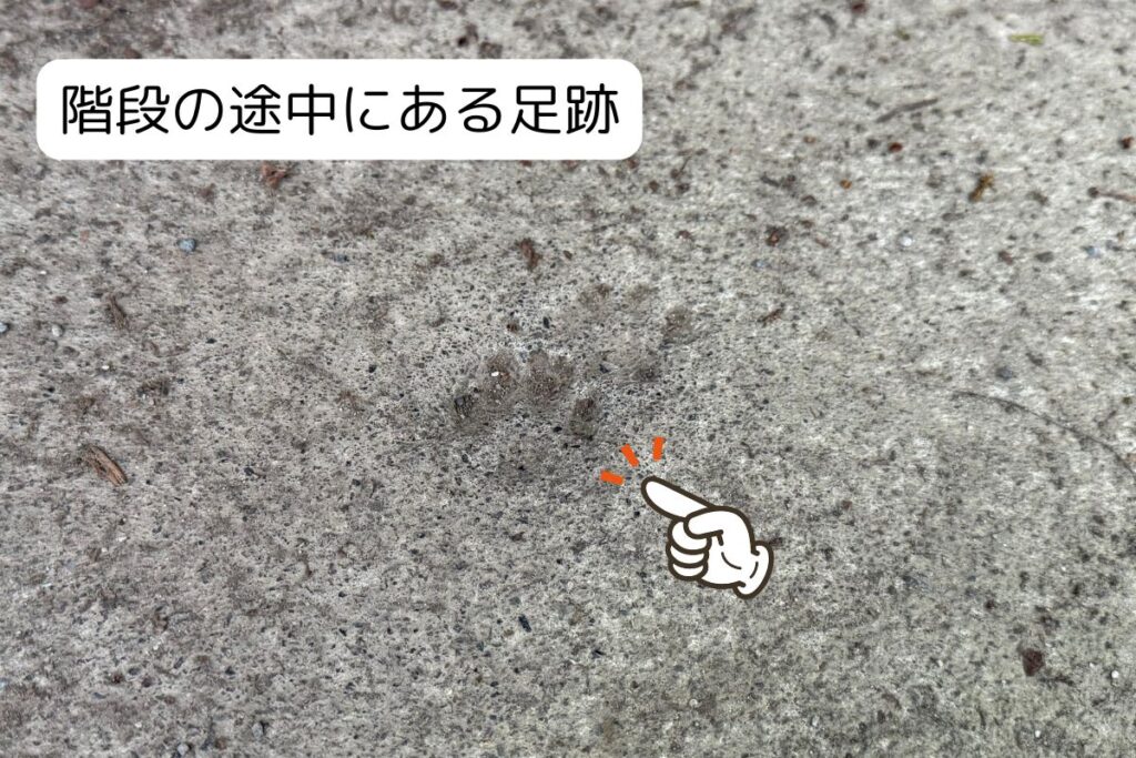 足元に注目!石段に小さな足跡