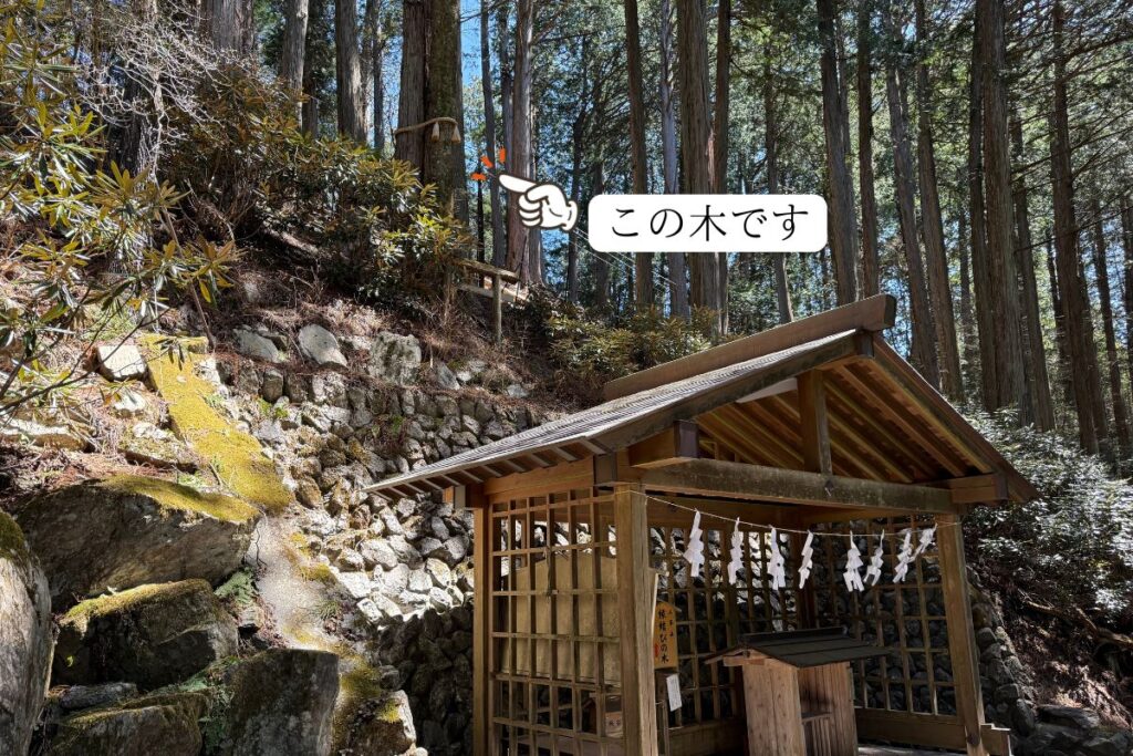 ヒノキとモミが寄り添う縁結びの木