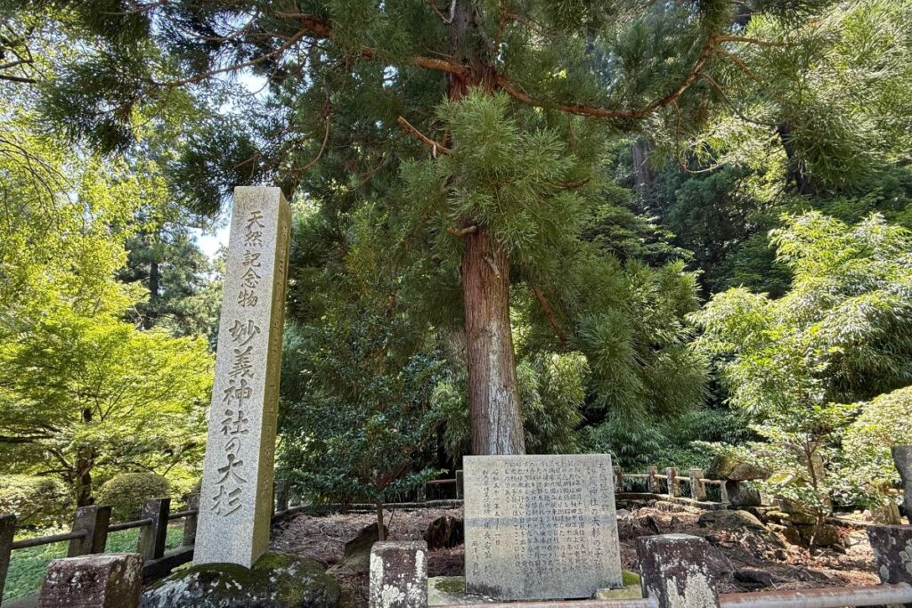 妙義神社の大杉の歴史を今に伝える子孫樹