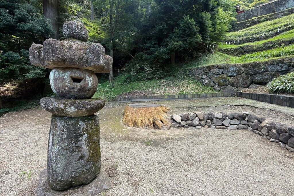 根元に残る千年杉の記憶