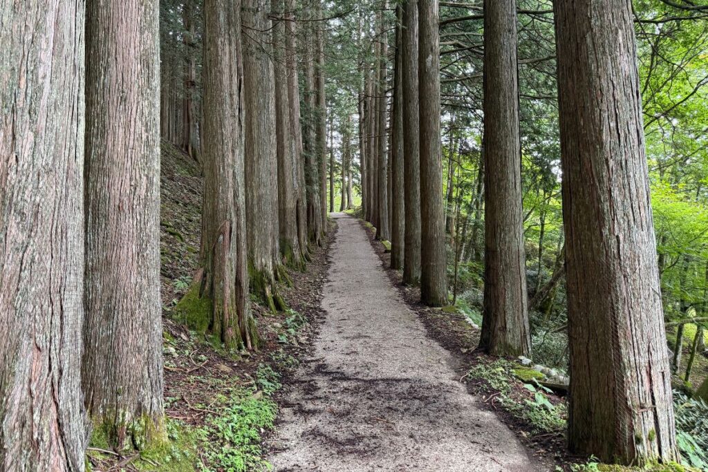 杉並木が続く参道