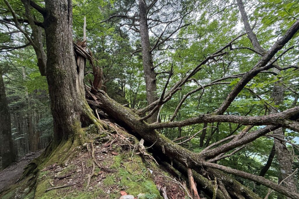 途中にあった倒木、自然の力を感じます