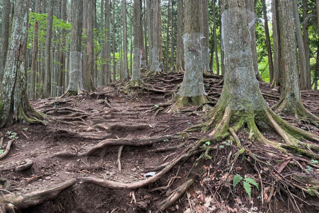 木の根が張り出す急な登り坂