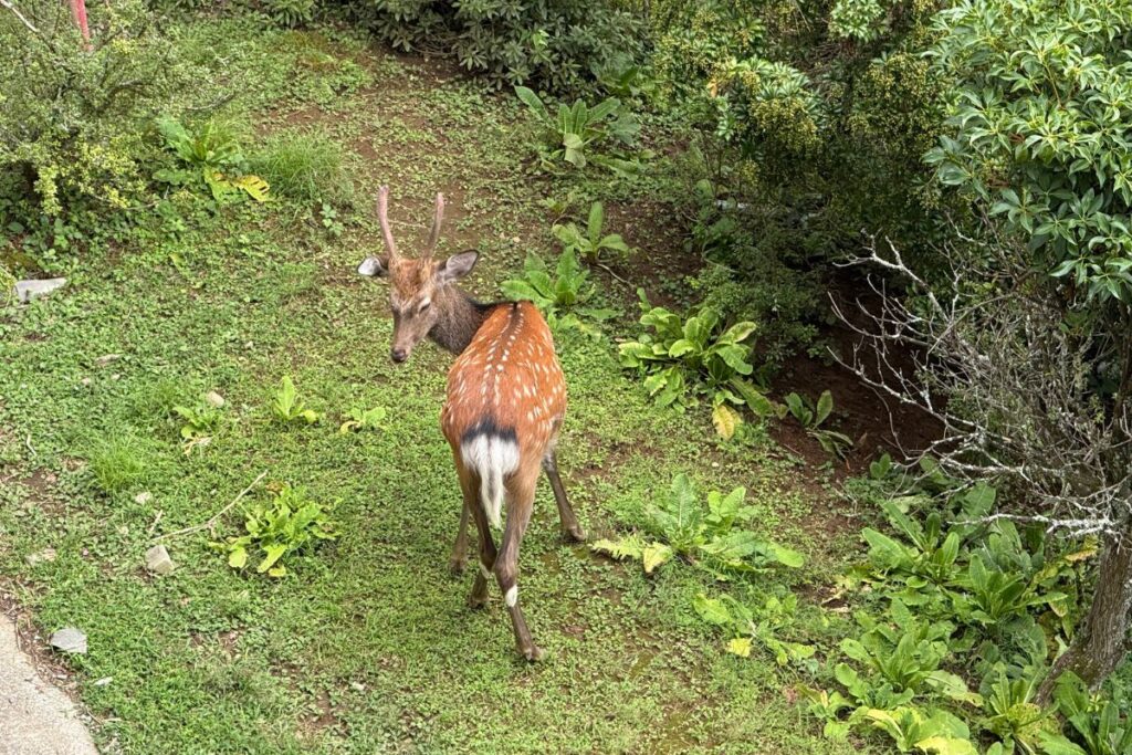 鹿の姿（テラス下）