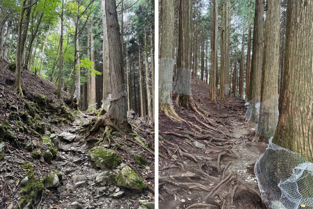 本格的な登山道