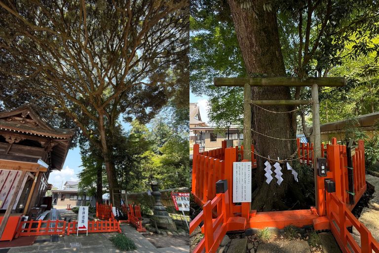 ご神木「スダジイ」