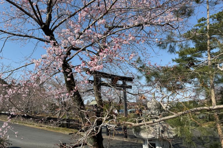 一ノ鳥居と桜