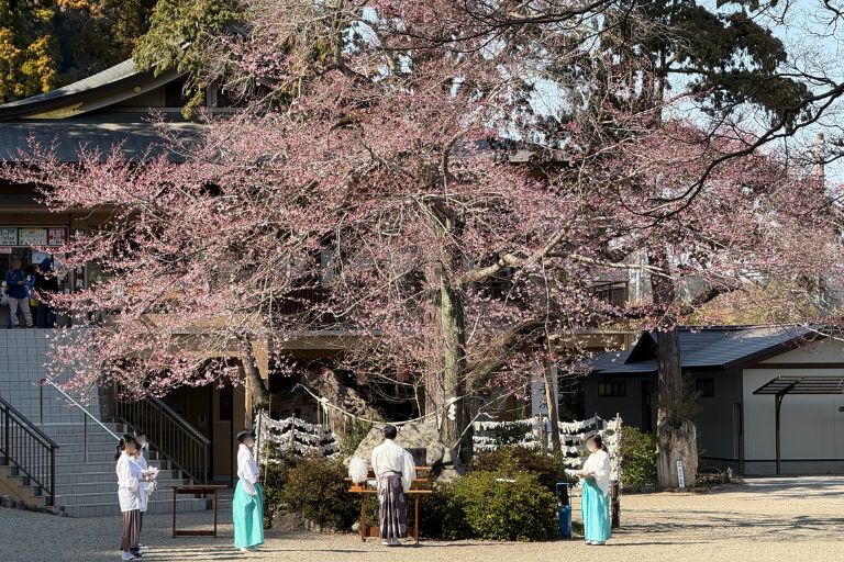 樹齢300年の彼岸桜と祭典