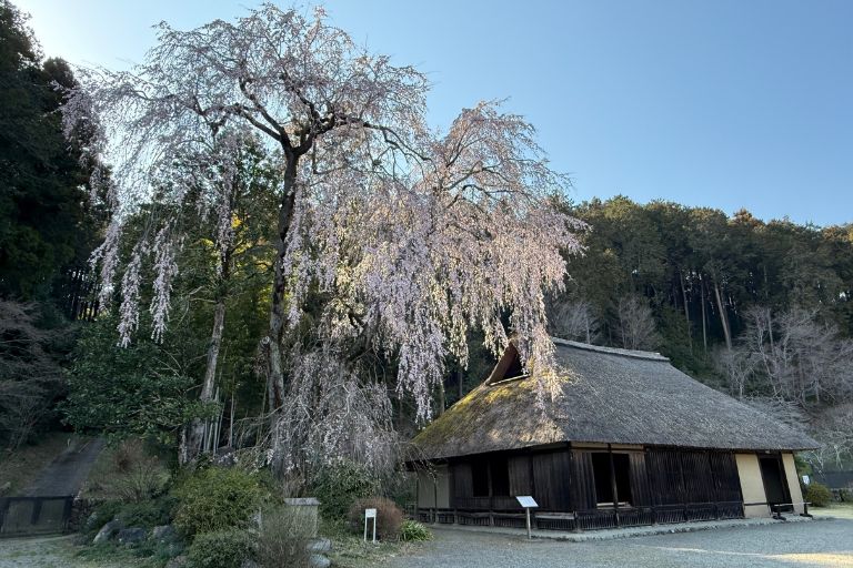 国指定重要文化財・高麗家住宅と樹齢400年のシダレザクラ