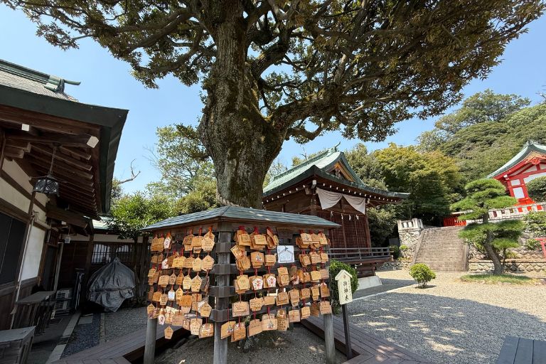 足利織姫神社 境内のご神木スダジイ